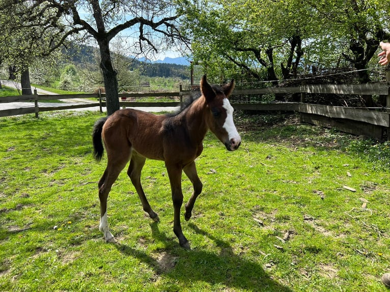 American Paint Horse Mare Foal (04/2025) 15,2 hh Bay-Dark in Rohrdorf