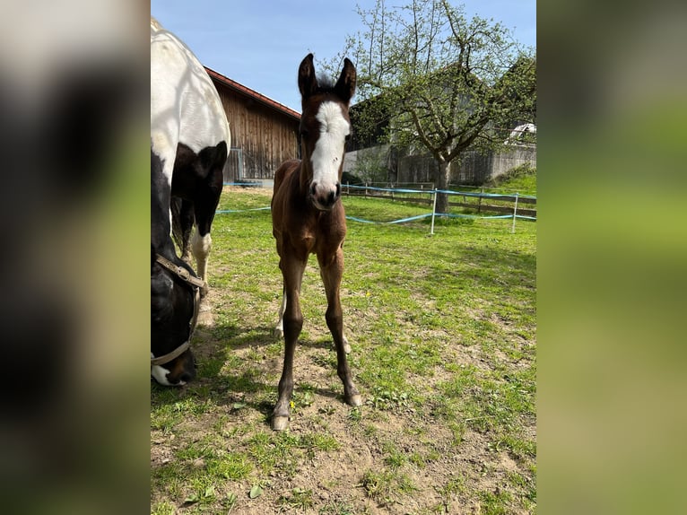 American Paint Horse Mare Foal (04/2025) 15,2 hh Bay-Dark in Rohrdorf