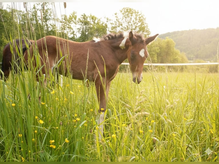 American Paint Horse Mare Foal (05/2025) 16 hh Tobiano-all-colors in Paternion
