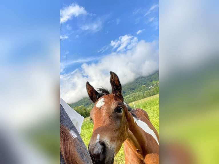 American Paint Horse Mare Foal (05/2025) 16 hh Tobiano-all-colors in Paternion