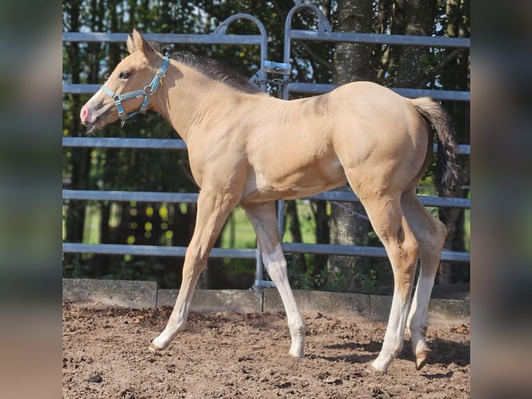 American Paint Horse Mare Foal (08/2026) Buckskin in Herford