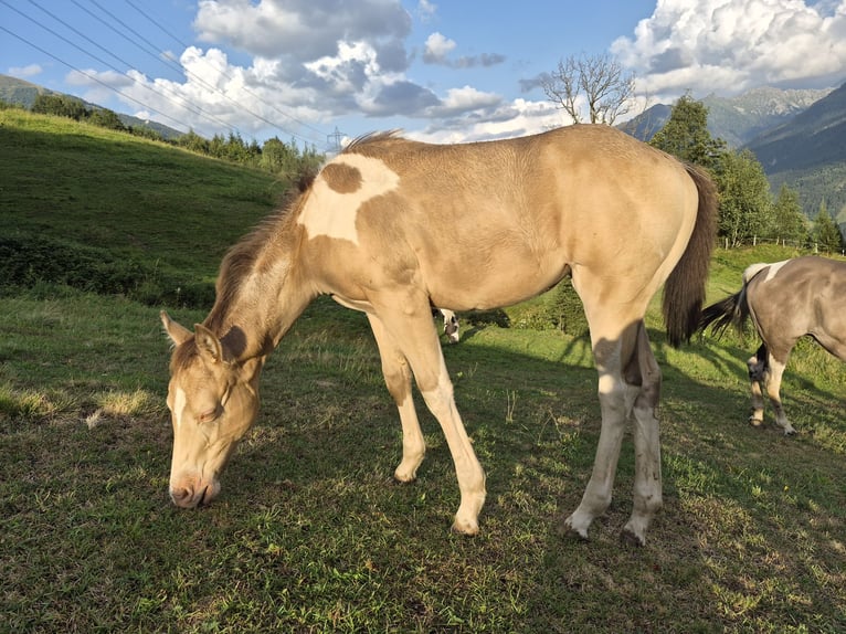 American Paint Horse Mare Foal (05/2026) Champagne in Sulzau