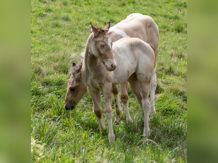 American Paint Horse Mare Foal (05/2026) Champagne in Sulzau