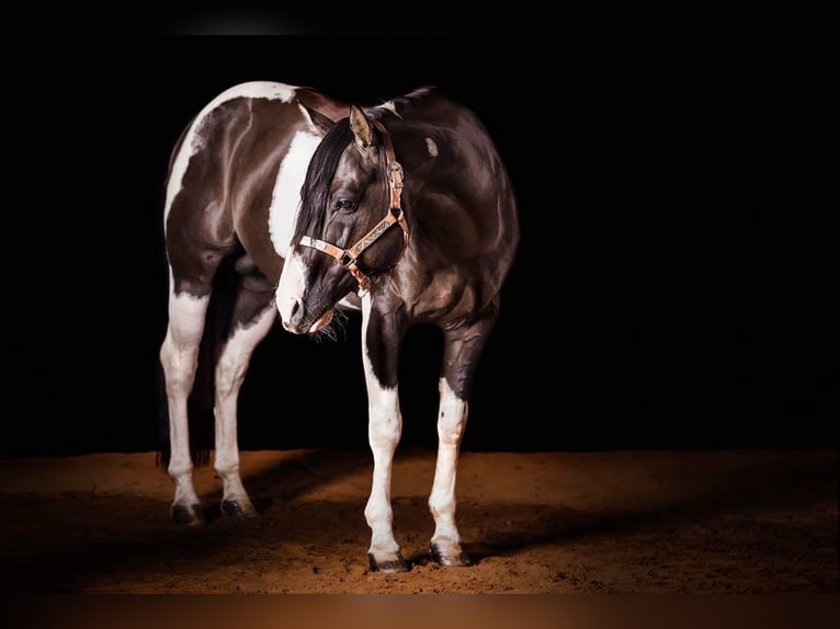 American Paint Horse Mare Foal (03/2026) Overo-all-colors in Elterlein