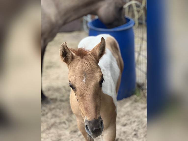 American Paint Horse Mare Foal (06/2026) Red Dun in Ahlerstedt