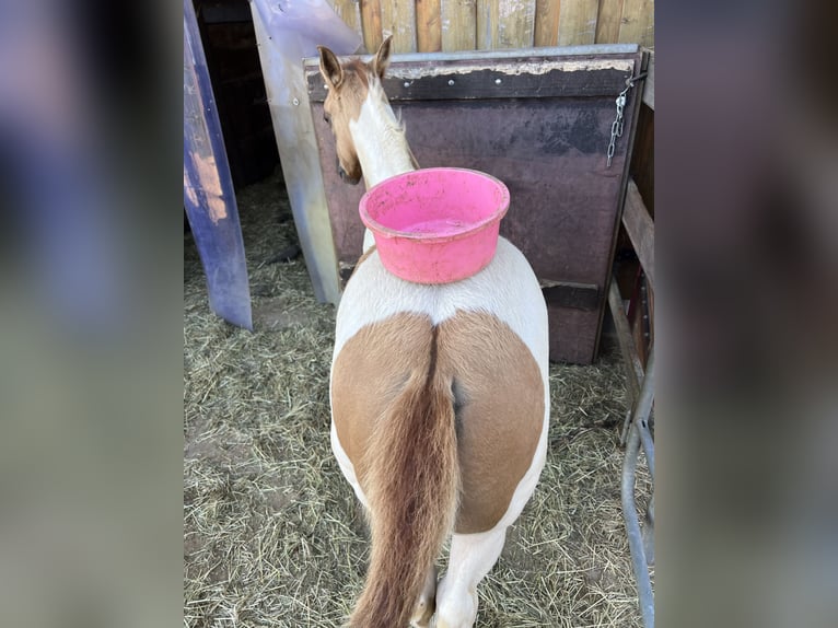 American Paint Horse Mare Foal (06/2026) Red Dun in Ahlerstedt