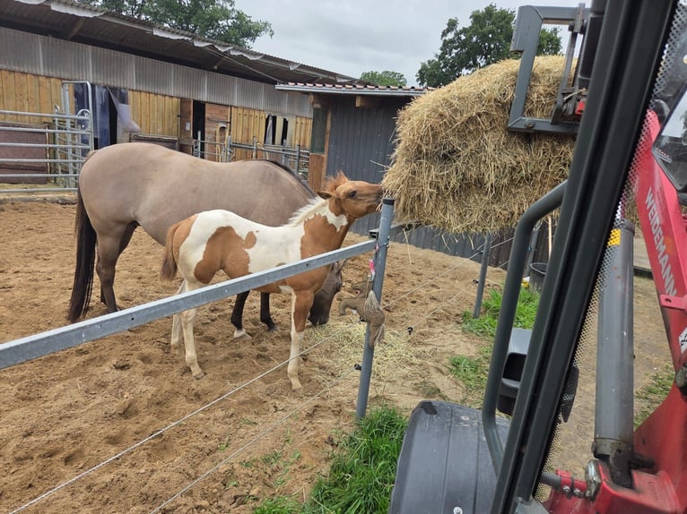 American Paint Horse Mare Foal (06/2026) Red Dun in Ahlerstedt
