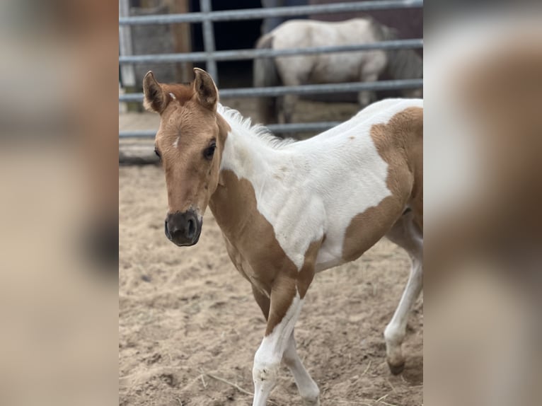 American Paint Horse Mare Foal (06/2026) Red Dun in Ahlerstedt