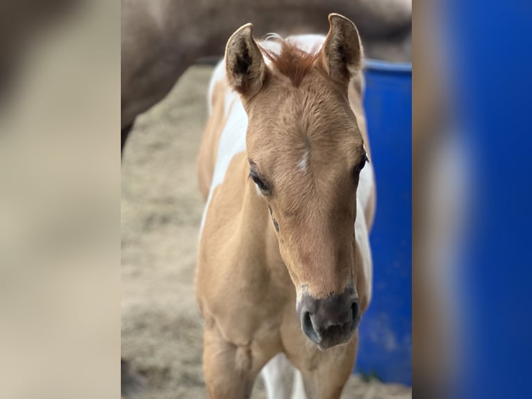 American Paint Horse Mare Foal (06/2026) Red Dun in Ahlerstedt