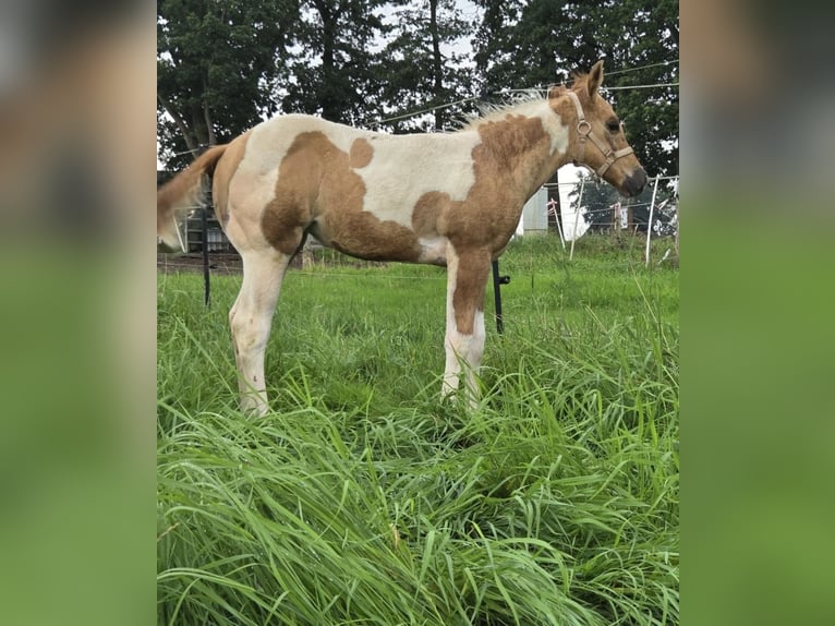 American Paint Horse Mare Foal (06/2026) Red Dun in Ahlerstedt