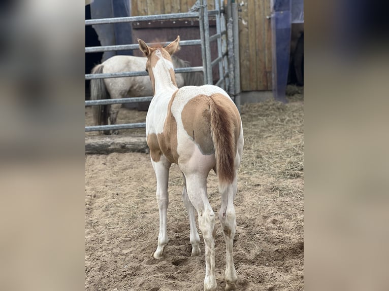American Paint Horse Mare Foal (06/2026) Red Dun in Ahlerstedt