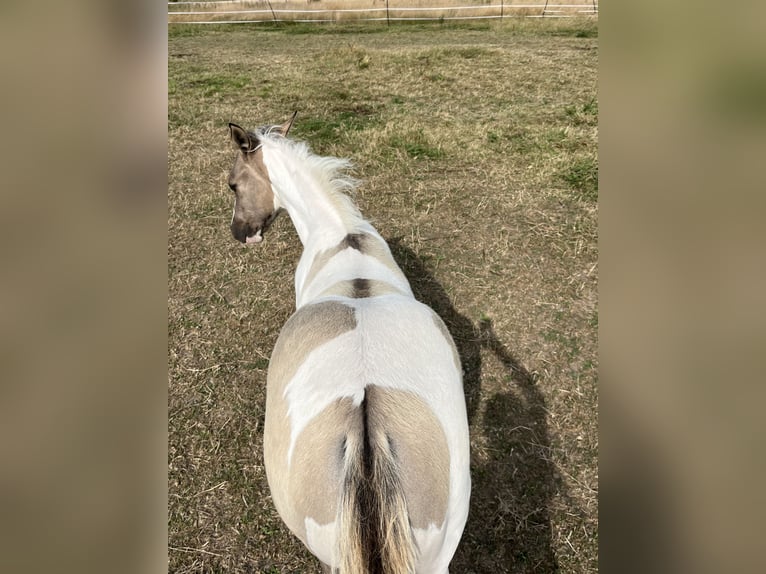 American Paint Horse Mare Foal (04/2026) Tobiano-all-colors in Wervik