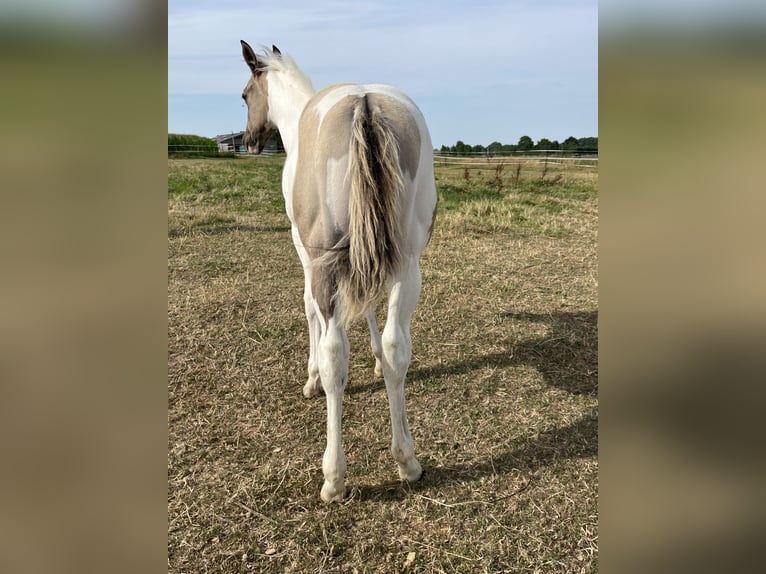 American Paint Horse Mare Foal (04/2026) Tobiano-all-colors in Wervik