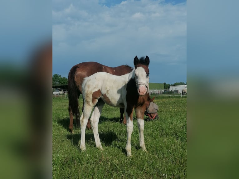 American Paint Horse Mare Foal (04/2026) Tobiano-all-colors in Silberstedt