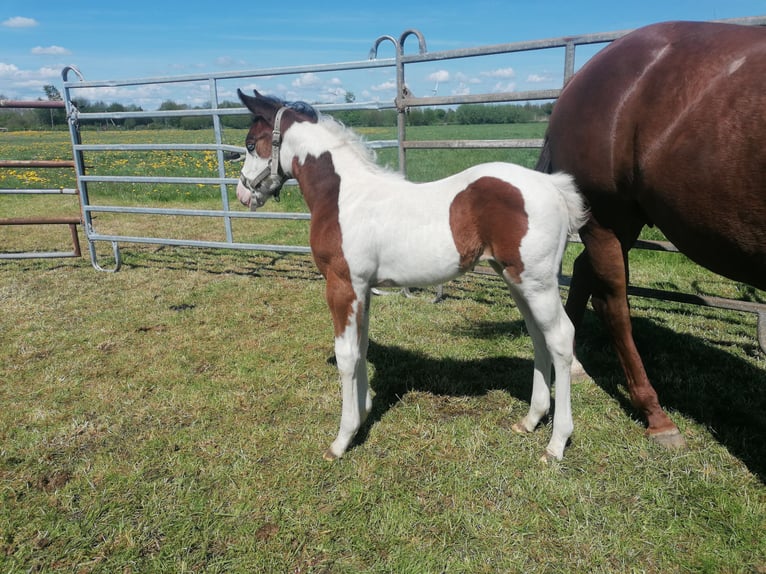 American Paint Horse Mare Foal (04/2026) Tobiano-all-colors in Silberstedt