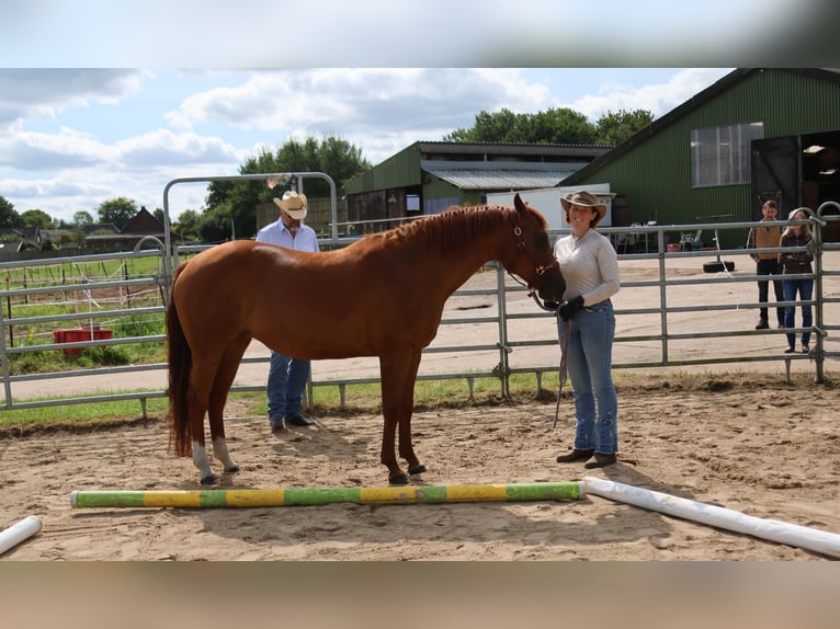 American Paint Horse Mare Foal (04/2026) Tobiano-all-colors in Silberstedt