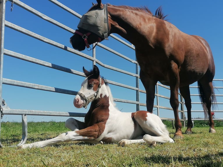 American Paint Horse Mare Foal (04/2026) Tobiano-all-colors in Silberstedt