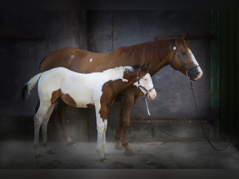 American Paint Horse Mare Foal (04/2026) Tobiano-all-colors in Silberstedt