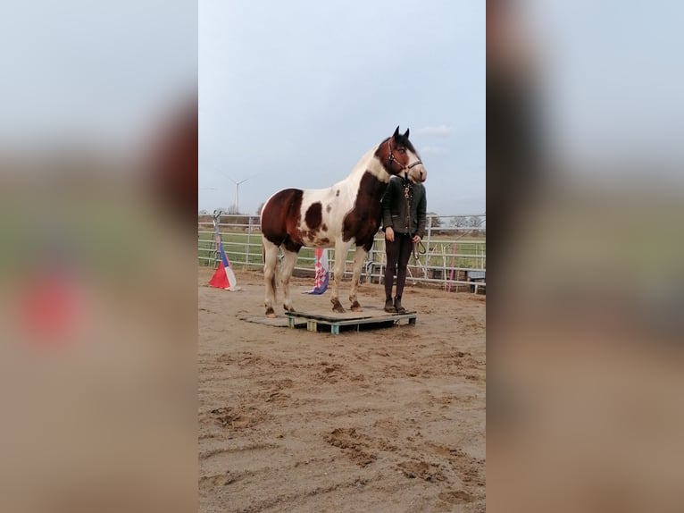 American Paint Horse Mare Foal (04/2026) Tobiano-all-colors in Silberstedt