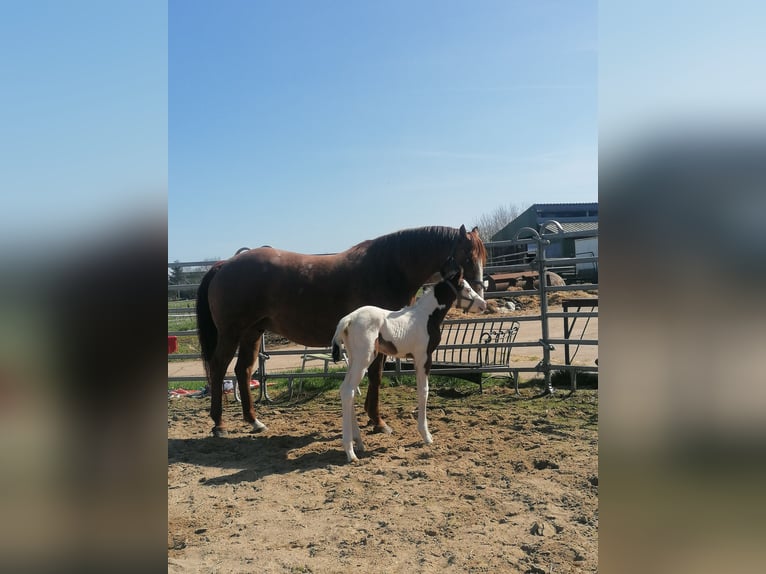 American Paint Horse Mare Foal (04/2026) Tobiano-all-colors in Silberstedt