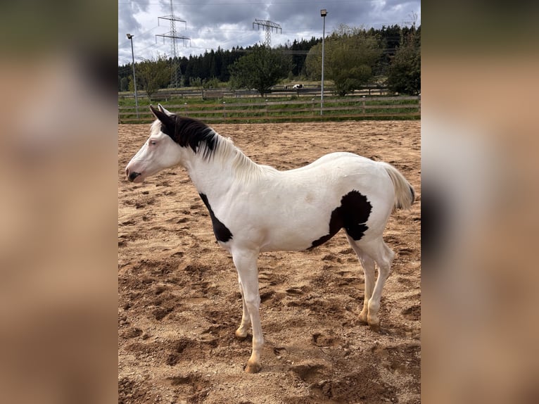 American Paint Horse Mare Foal (03/2026)  in Elterlein