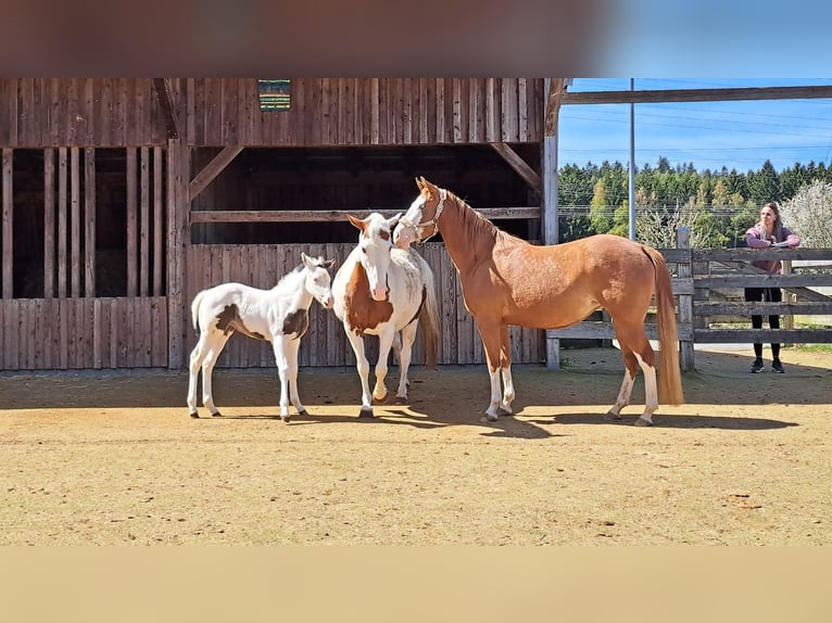 American Paint Horse Mare Foal (03/2026)  in Elterlein