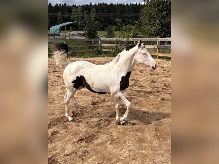 American Paint Horse Mare Foal (03/2026)  in Elterlein