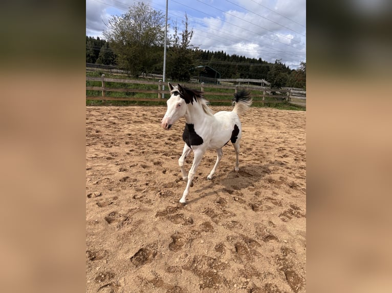 American Paint Horse Mare Foal (03/2026)  in Elterlein