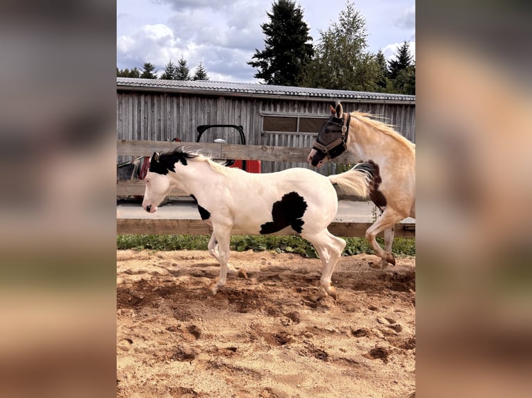 American Paint Horse Mare Foal (03/2026)  in Elterlein