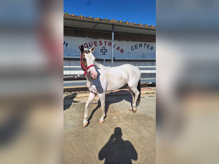 American Paint Horse Mix Merrie 10 Jaar 145 cm Tobiano-alle-kleuren in Solarino