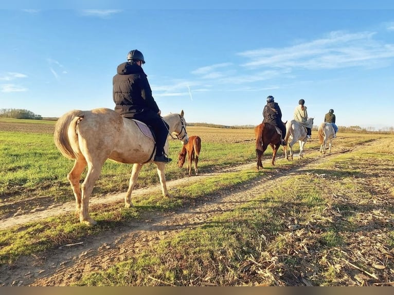 American Paint Horse Mix Merrie 10 Jaar 150 cm Palomino in Spodnji ivanjci
