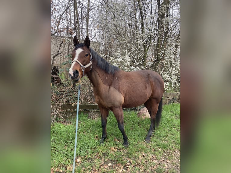 American Paint Horse Merrie 10 Jaar 152 cm Bruin in Ingelheim am Rhein