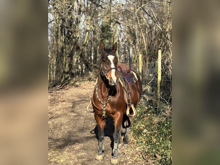 American Paint Horse Merrie 10 Jaar 152 cm Bruin in Ingelheim am Rhein