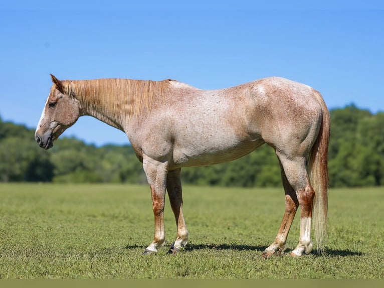 American Paint Horse Merrie 10 Jaar 152 cm Roan-Red in Lyles