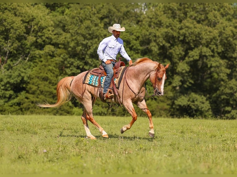 American Paint Horse Merrie 10 Jaar 152 cm Roan-Red in Lyles
