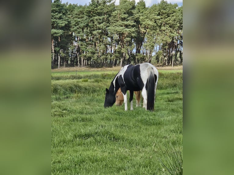 American Paint Horse Merrie 10 Jaar 154 cm Zwart in Schollene