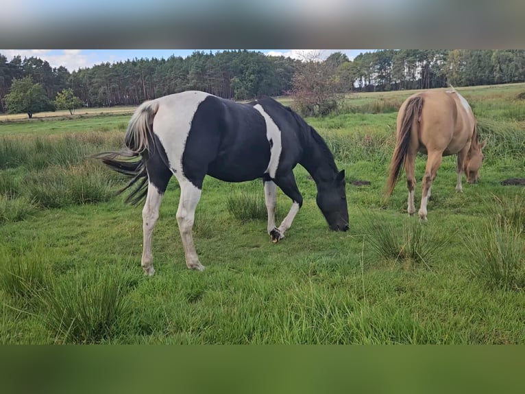 American Paint Horse Merrie 10 Jaar 154 cm Zwart in Schollene