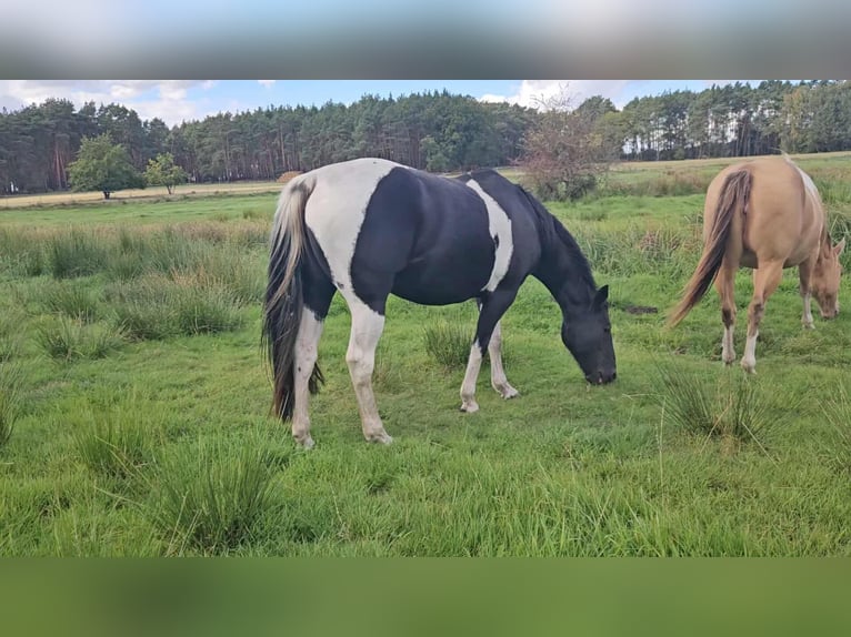 American Paint Horse Merrie 10 Jaar 154 cm Zwart in Schollene