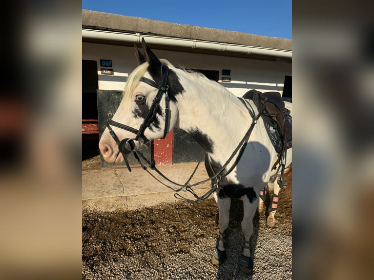 American Paint Horse Merrie 10 Jaar 155 cm Gevlekt-paard in Calvia