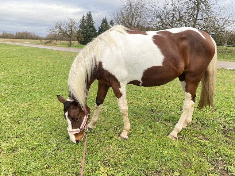 American Paint Horse Mix Merrie 10 Jaar 155 cm Tobiano-alle-kleuren in Achern