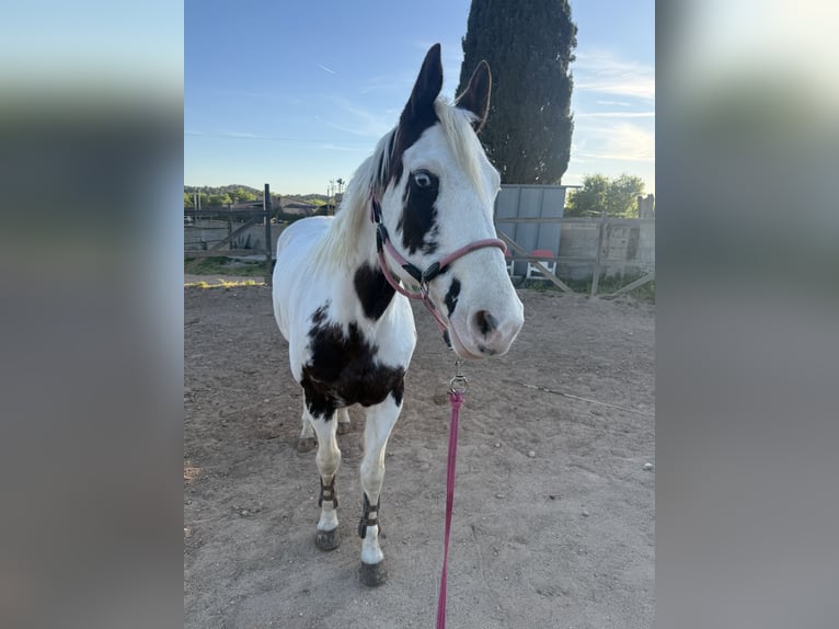 American Paint Horse Merrie 10 Jaar 156 cm Gevlekt-paard in Calvia