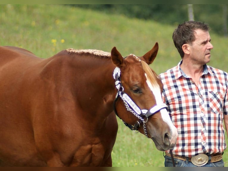 American Paint Horse Merrie 10 Jaar 157 cm Vos in AURACH AM HONGAR