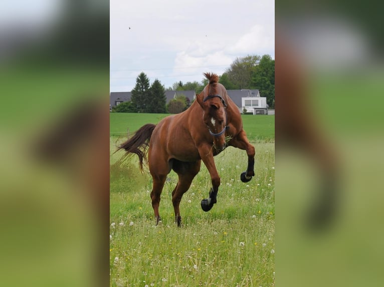 American Paint Horse Merrie 10 Jaar 162 cm Vos in Menden
