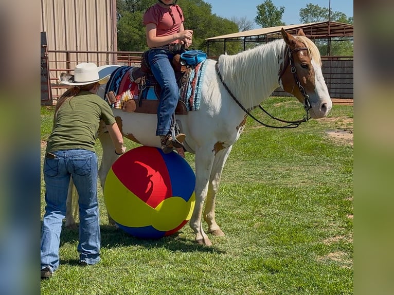 American Paint Horse Merrie 10 Jaar Gevlekt-paard in Weatherford