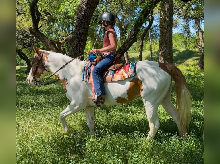 American Paint Horse Merrie 10 Jaar Gevlekt-paard in Weatherford