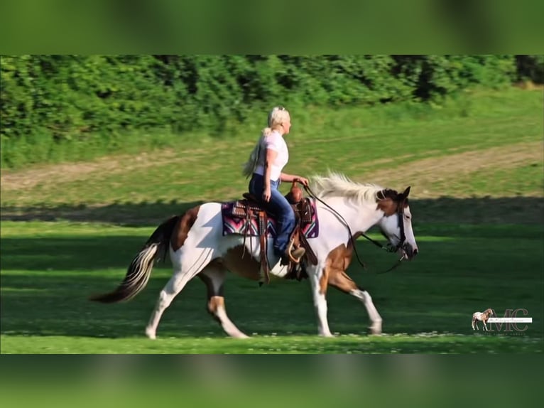 American Paint Horse Merrie 10 Jaar Gevlekt-paard in North Bloomfield