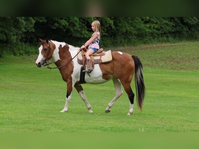 American Paint Horse Merrie 10 Jaar Gevlekt-paard in North Bloomfield