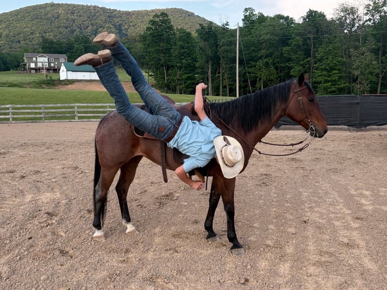 American Paint Horse Merrie 10 Jaar Roan-Bay in Shippensburg
