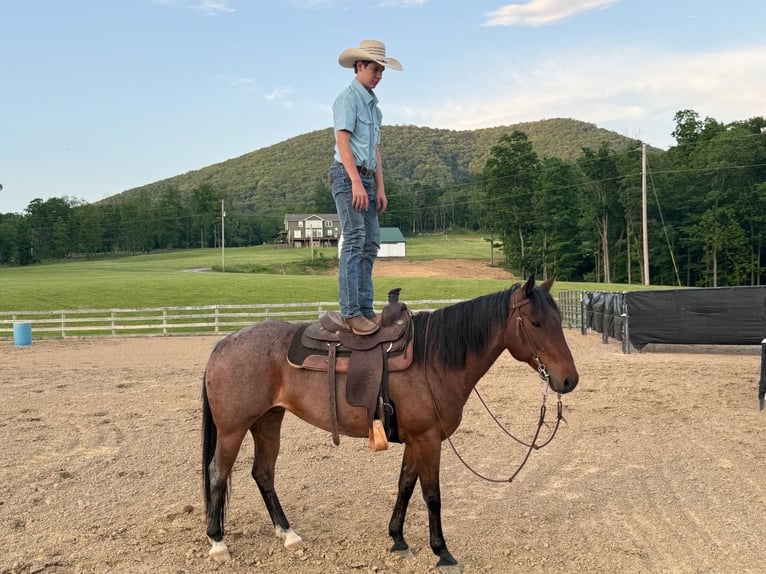 American Paint Horse Merrie 10 Jaar Roan-Bay in Shippensburg