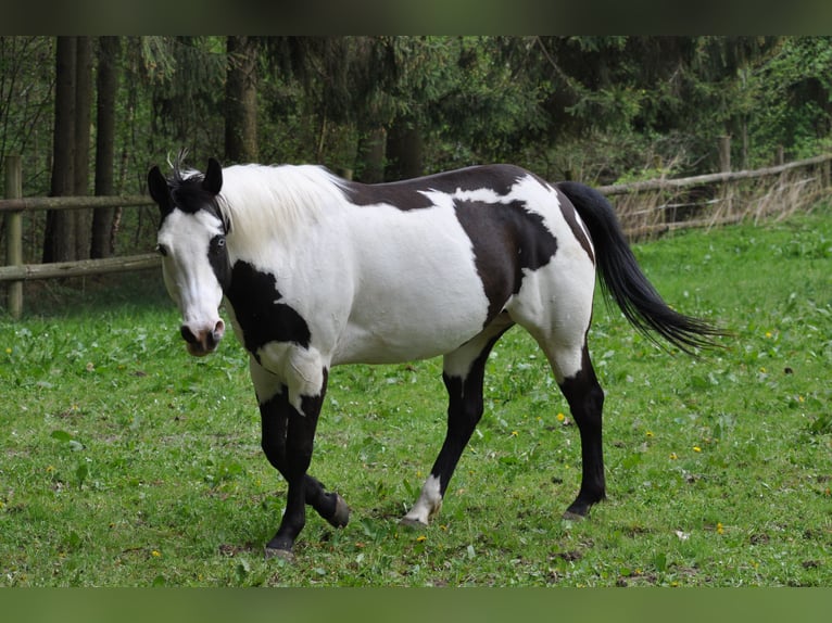 American Paint Horse Merrie 11 Jaar 148 cm Gevlekt-paard in Pfaffenhofen an der Ilm